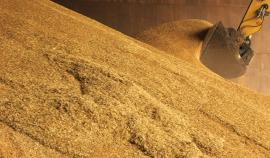 В 2026 году Россельхозцентр будет выявлять вредные объекты в экспортном зерне